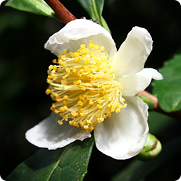 Camellia Sinensis