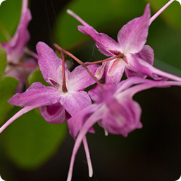 Epimedium