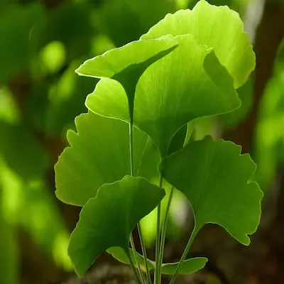 Ginkgo biloba extract