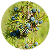 Juniper Berries and Uva Ursi