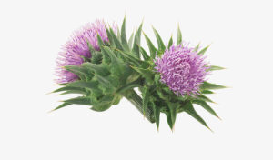 Milk Thistle