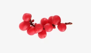 Schisandra Berry