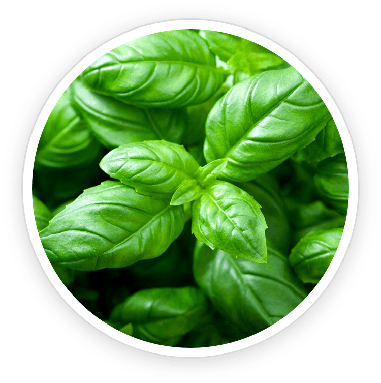 Holy Basil & Olive Leaves