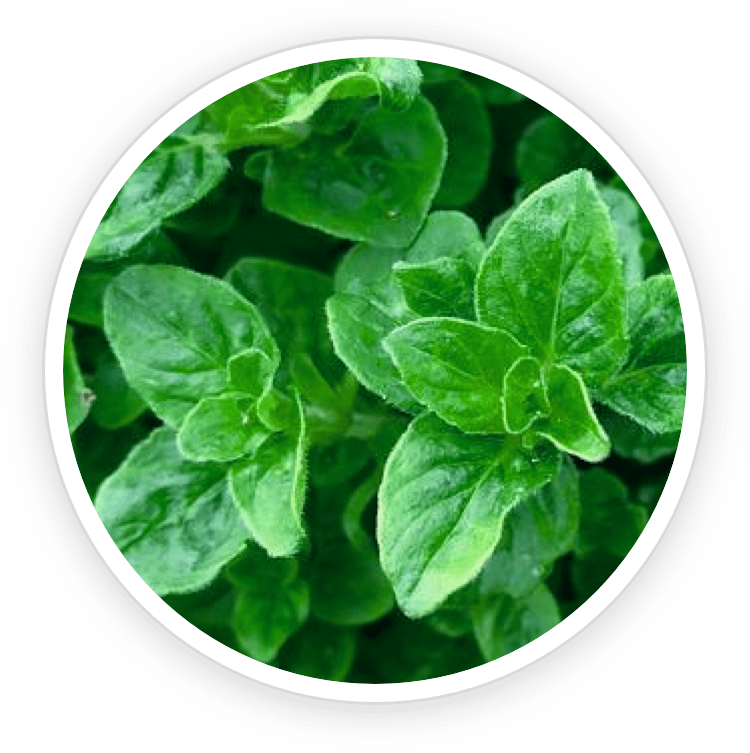 Oregano Leaf Oil