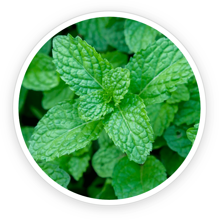 Peppermint Leaf Oil