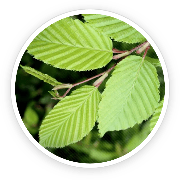 Slippery Elm Bark