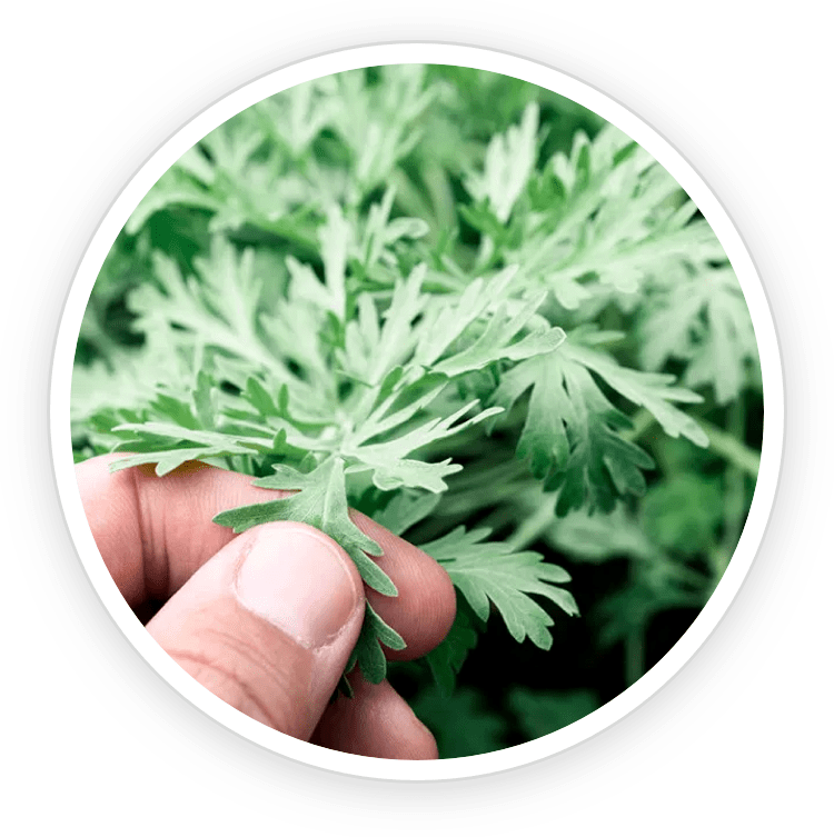 Wormwood Herb